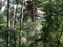 gibbon (31)